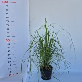 Cortaderia selloana Pink Feather - Pampafű (rózsaszín)