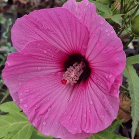 Hibiscus mocheutos- Mocsári hibiszkus zöld levél