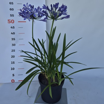 Agapanthus africanus - Szerelemvirág (kék) több gumós- alacsonyabb virág száras szélesebb levelű