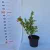 Punica granatum nana - Törpe ehető gránátalma 