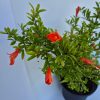 Punica granatum nana - Törpe ehető gránátalma 
