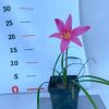 Zephyranthes  - Zefírvirág, rózsaszín virágú