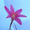 Zephyranthes  - Zefírvirág, rózsaszín virágú