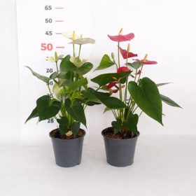 Anthurium Midi 12 cs - Flamingó virág