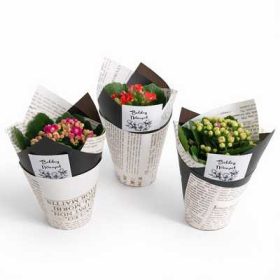 Kalanchoe Calendiva midi 7cs - Korallvirág díszcsomagolva