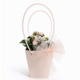 Kalanchoe Calandiva - Korallvirág virág táskában