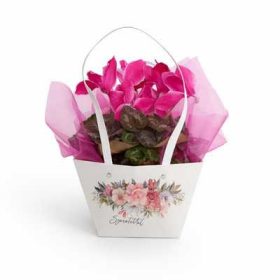 Cyclamen - Ciklámen cs13 virág táskában