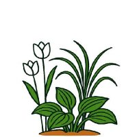 Lágyszárú évelők és fűfélék