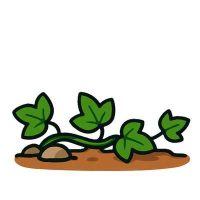 Talajtakaró növények